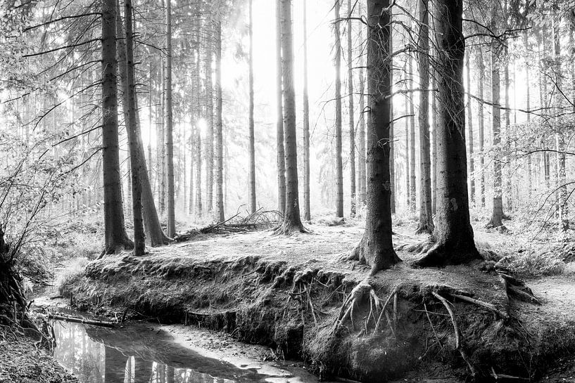 Wald in schwarzweiß von Günter Albers