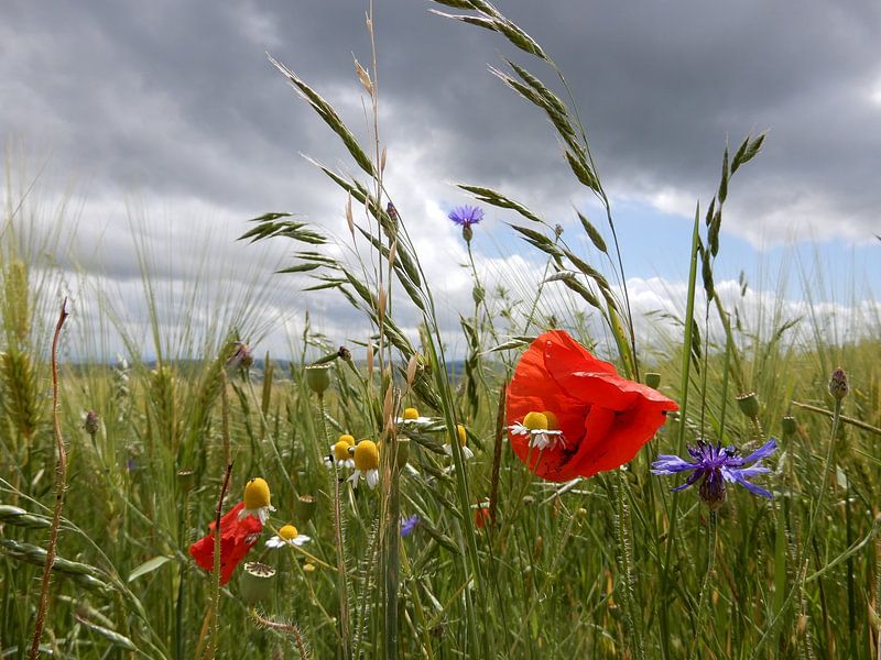 Flowers - Family by Christoph Leimer
