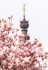 Saint Stevens and the Magnolia's by Karsten Russ