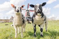 Lammetjes bij de molen