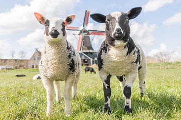 Lammetjes bij de molen van Esther Rollema Fotografie