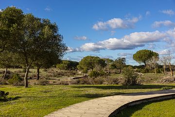 Houten vlonderpad door National Parc de Doñana van Niels Bronkema