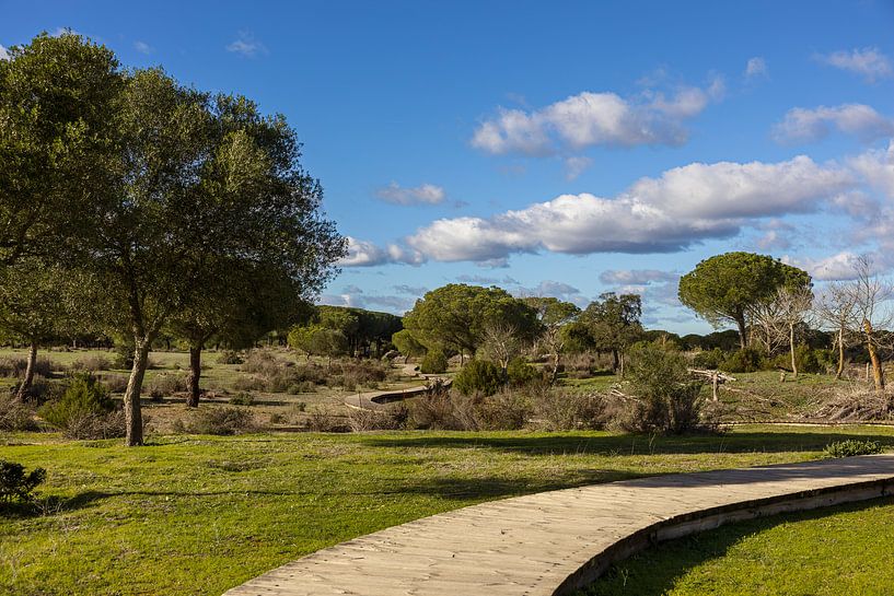 Promenade en bois dans le parc national de Doñana par Niels Bronkema