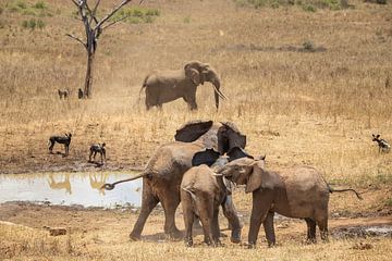 Kudde olifanten vechtend in de savanne Kenia, Afrika van Fotos by Jan Wehnert