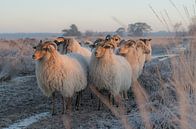 Schapen bij het ochtendgloren van Brendith Kwint thumbnail