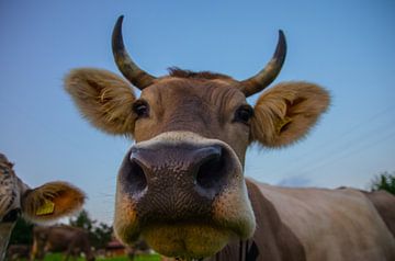 Portret van een Zwitserse koe  van Kaj Hendriks