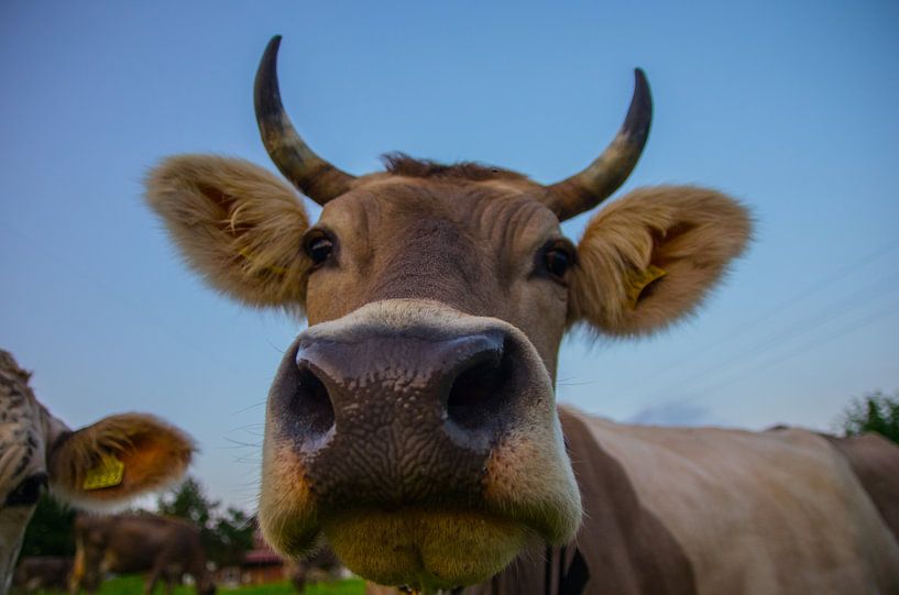 Portret van een Zwitserse koe  von Kaj Hendriks