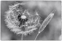 Paardenbloem