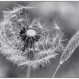 Paardenbloem sur Fouchienus Molema