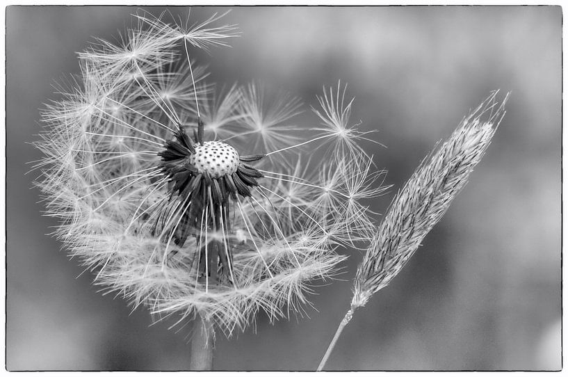 Paardenbloem by Fouchienus Molema