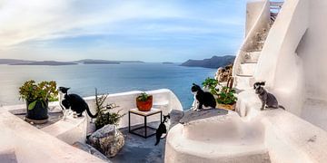 The cats of Santorini in Greece by Voss Fine Art Fotografie