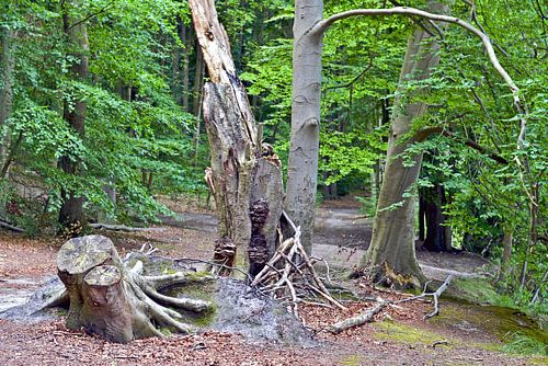 Summery beech forest at Werbellinsee
