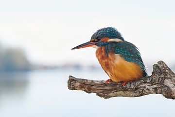 Eisvogel - in der Nähe