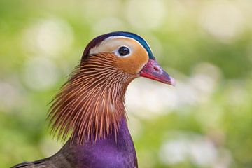 Portrait of a Wormwood Mandarin Duck by Marcel Klootwijk