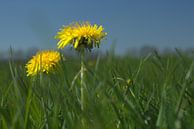 Paardebloemen by By Foto Joukje thumbnail
