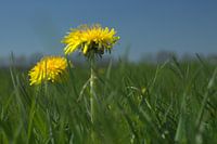 Paardebloemen
