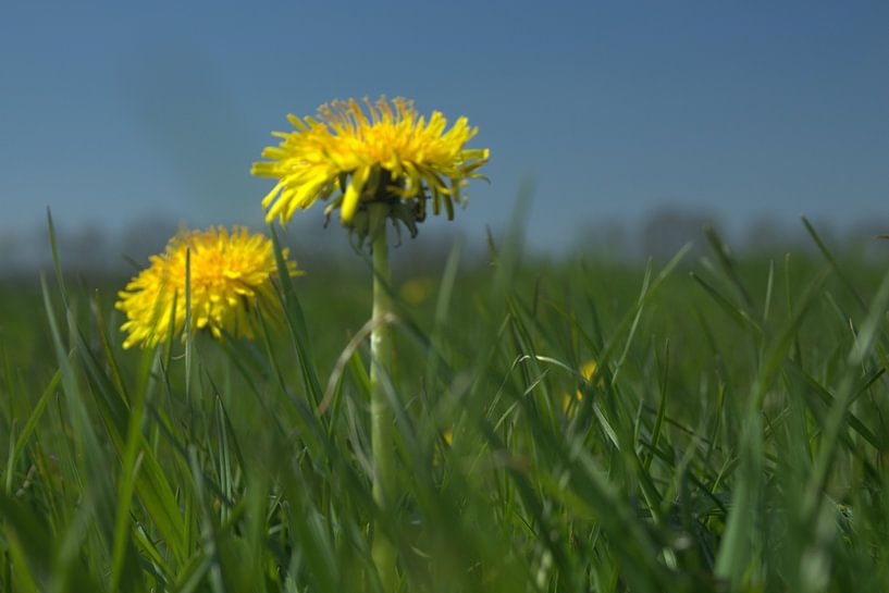 Paardebloemen by By Foto Joukje