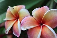 Fleurs de Frangipanier