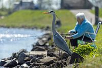 Reiher wartet auf einen gefangenen Fisch
