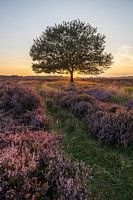 Tree on the heath.