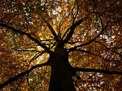 Herfst by Paolo Gant thumbnail