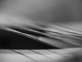 String theory by Mr White Takes Pictures