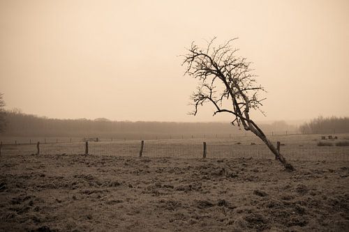 Bald tree in meadow landscape