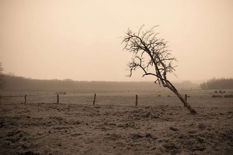 Kahlkopfbaum in Wiesenlandschaft von Idema Media