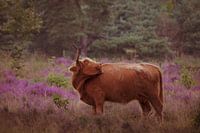 Highlander auf der Heide