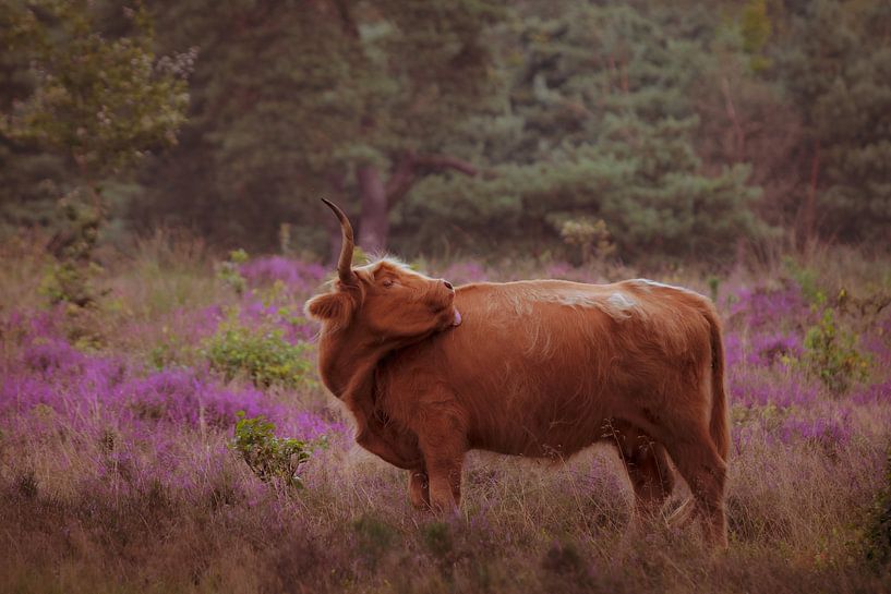 Highlander auf der Heide von Photos by Francis