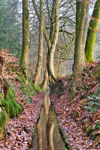 De bomen gaan letterlijk over de rivier