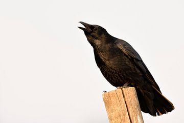 Rabenkrähe ( Corvus corone ) im Winter auf einem Zaunpfahl sitzend, laut rufend, krähend von wunderbare Erde