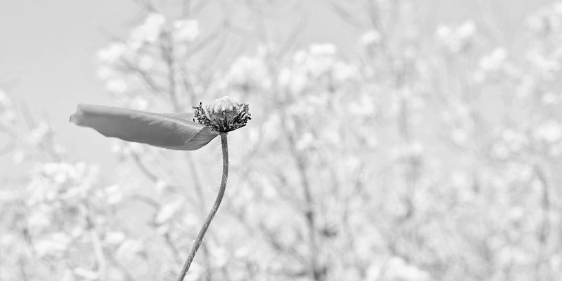 Poppy by Violetta Honkisz