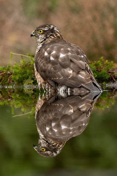 Sparrowhawk by Henk Zielstra