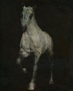 Pferd kommt aus der Dunkelheit