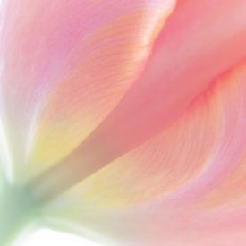 Tulip in pastel by Karin Tebes