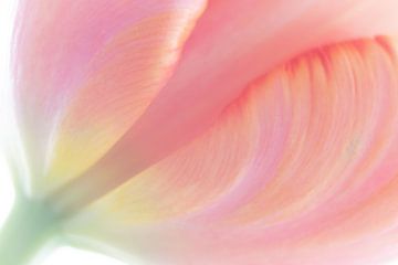 Tulpe in Pastell von Karin Tebes