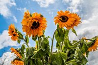 Zonnebloemen