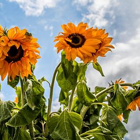 Zonnebloemen van Brulin fotografie