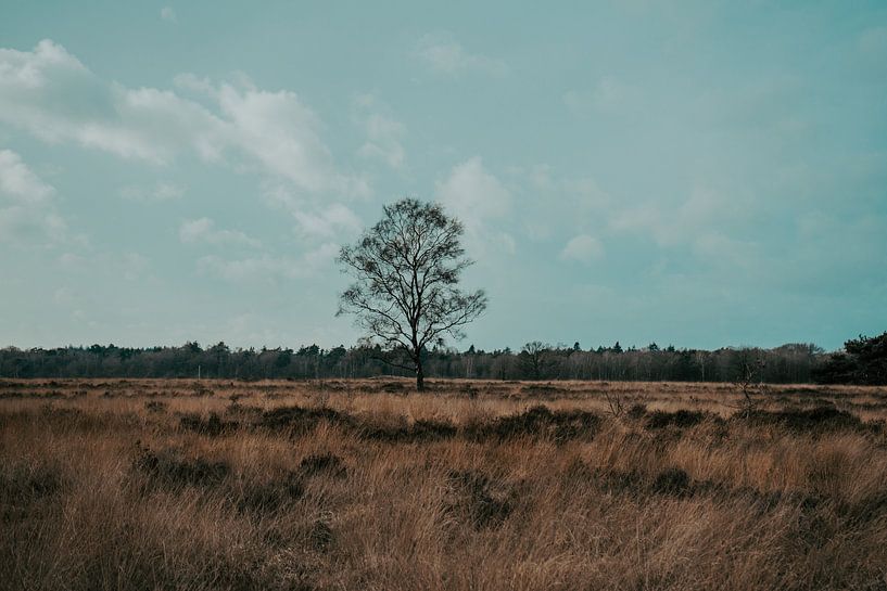 Arbre dans un champ par Ditzel