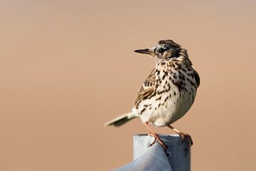 Punk Wiesenpieper