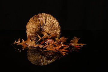 Still life autumn by Monique van Velzen
