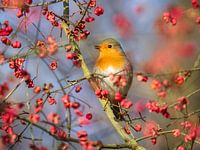 Robin Redbreast singing in a Spindel Tree
