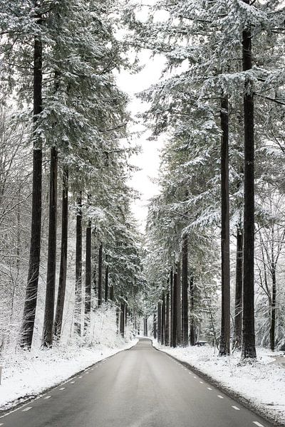 Speulderbos, Gelderland, Bomen, winter, Natuur. van Robin van Maanen
