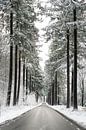 Speulderbos, Gelderland, Bomen, winter, Natuur. van Robin van Maanen thumbnail