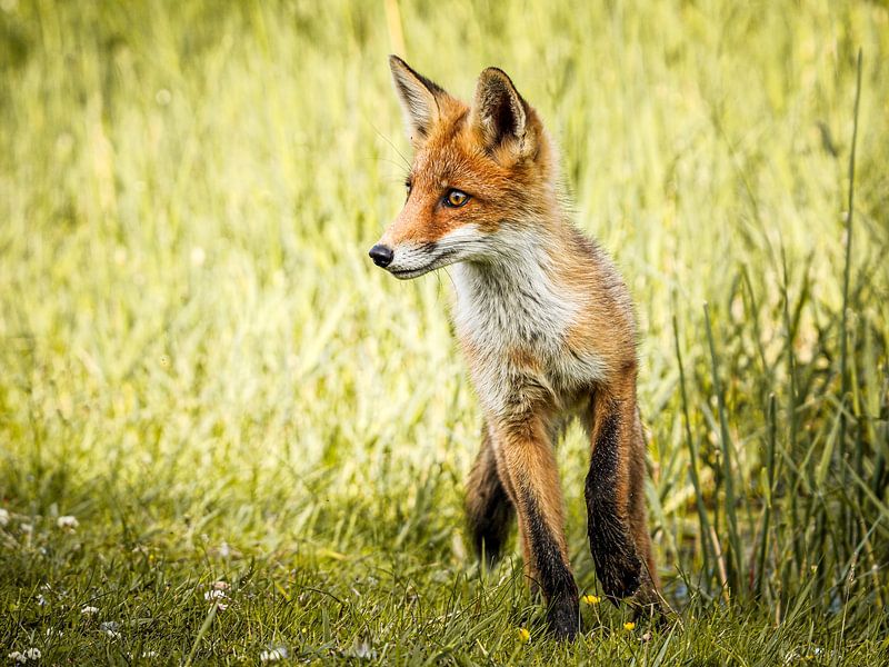 Curious fox by Kayleigh Heppener