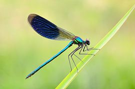 Banded Damselfly male by Karin Jähne