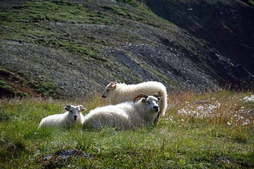 Schapen die van de zon genieten