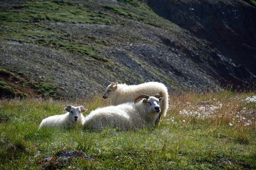 Sheep enjoying the sun by Frank's Awesome Travels