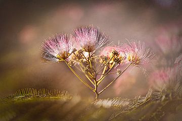 Zarte Baumblüten des Seidenbaums von ahafineartimages